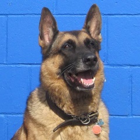 Brodix, a German Shepherd
